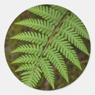 Sticker Rond Macro Forêt Fougère Feuille Verte Luxuriante Natur