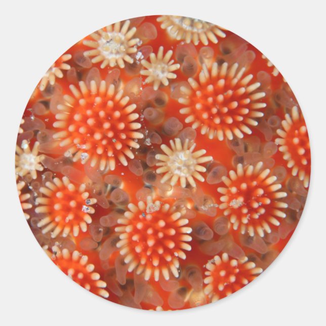 Sticker Rond Macro Sea Star (Devant)
