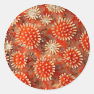 Sticker Rond Macro Sea Star