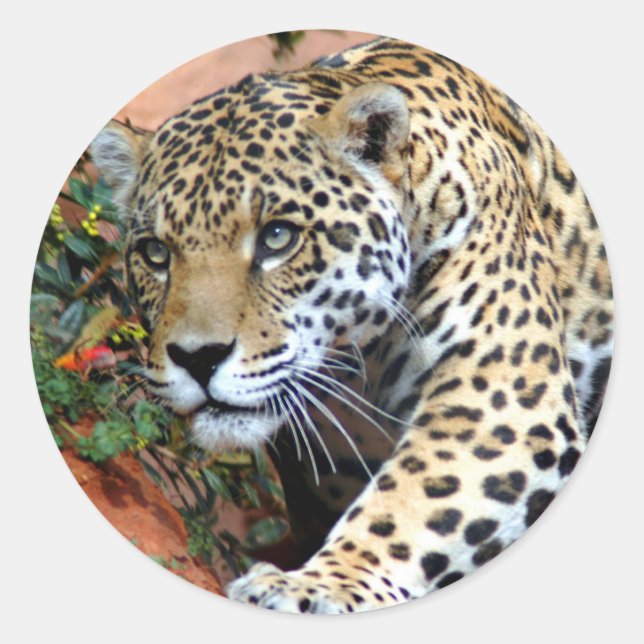 Sticker Rond Macro Stalking Leopard (Devant)