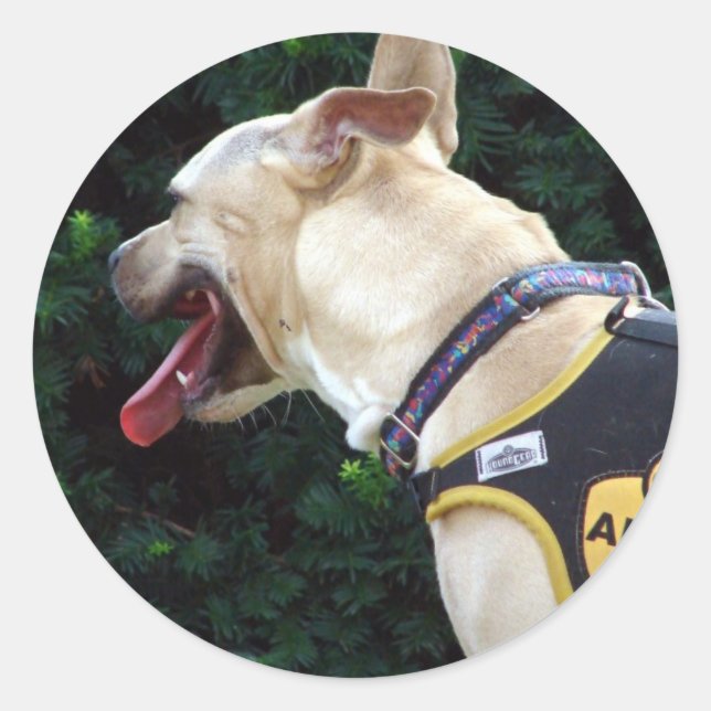 Sticker Rond M'adopter (Devant)
