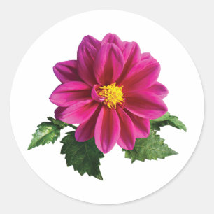 Sticker Rond Magenta Gerbera Daisy