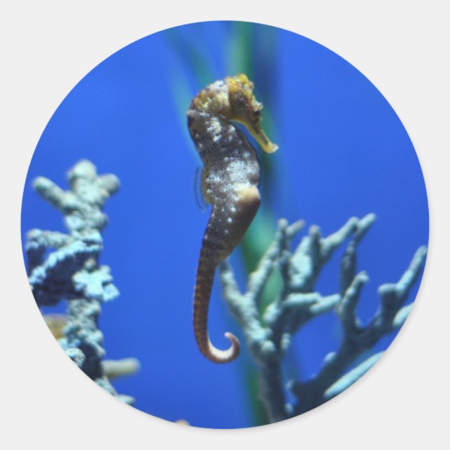 Sticker Rond Magie de Seahorse (Devant)