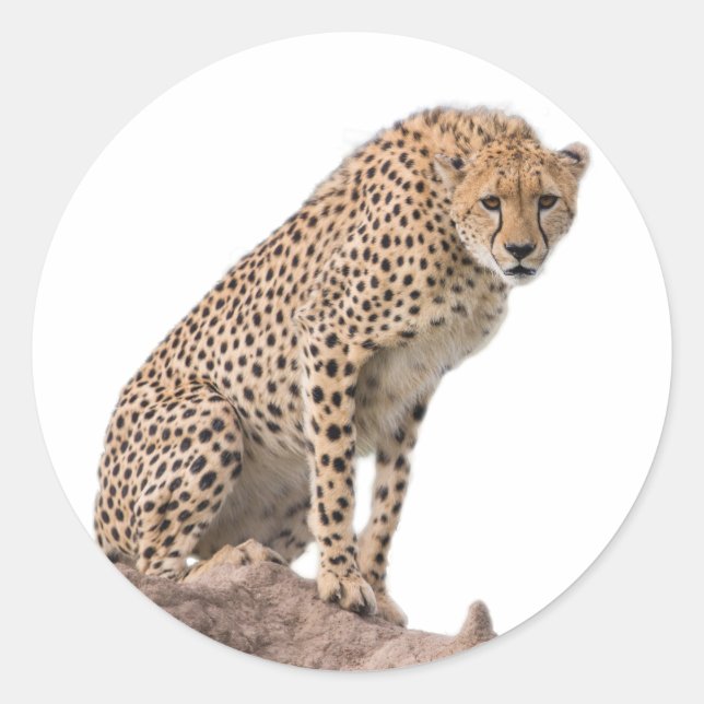 Sticker Rond Magnifique Cheetah Belle photo de chat (Devant)