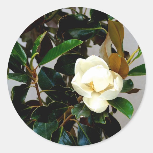 Sticker Rond Magnolia (Devant)