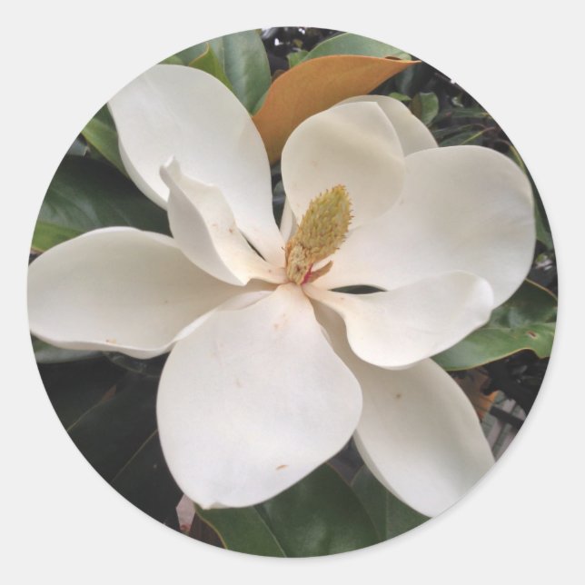 Sticker Rond Magnolia (Devant)