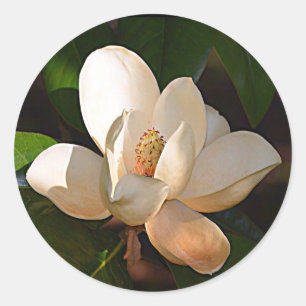 Sticker Rond Magnolia du Mississippi