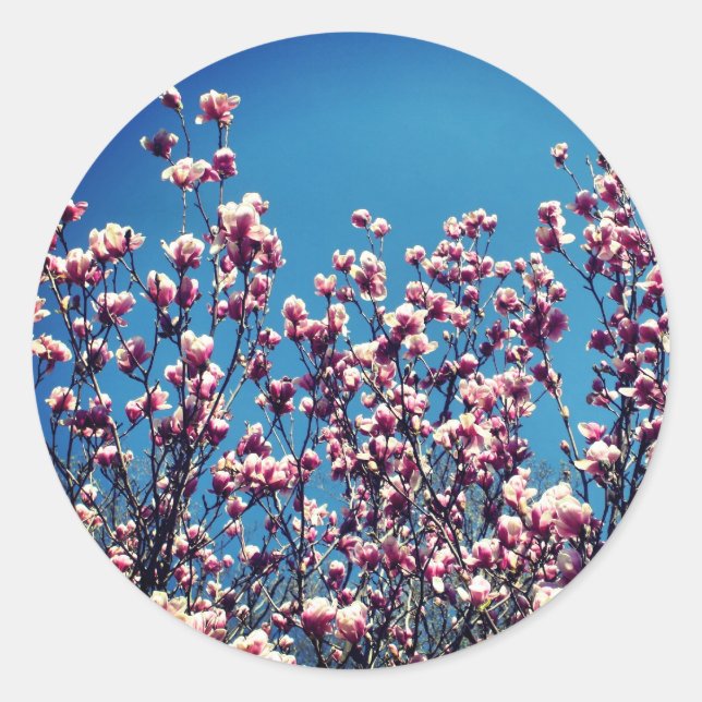 Sticker Rond Magnolia Fleurs Ciel Bleu (Devant)