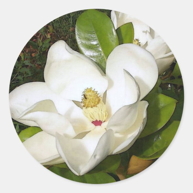 Sticker Rond Magnolia White (Devant)