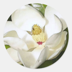 Sticker Rond Magnolia White