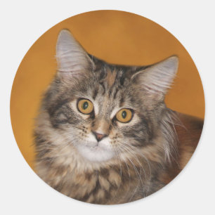 Sticker Rond Maine Coon kitten face