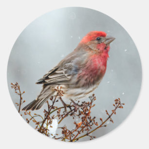 Sticker Rond Maison Finch en Neige - Photo originale