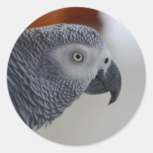 Sticker Rond Majestic African Grey Parrot