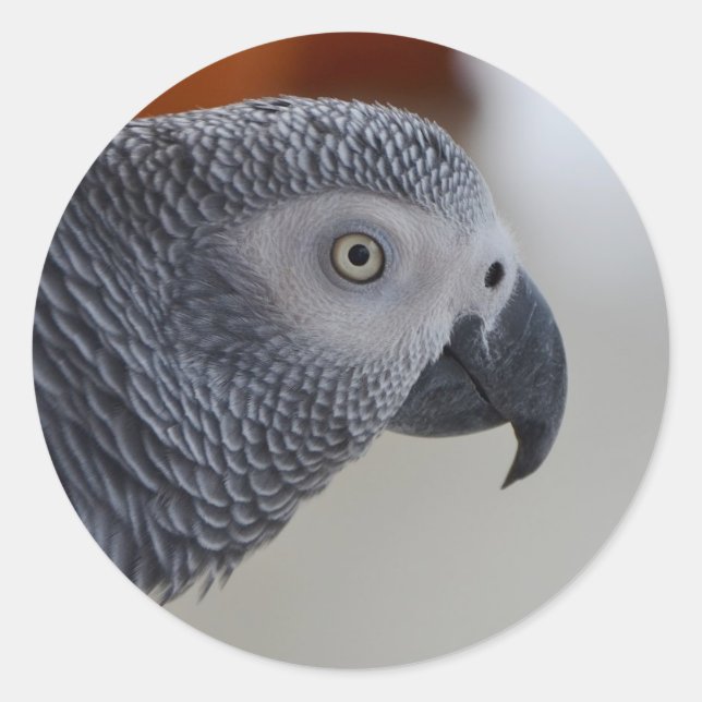 Sticker Rond Majestic African Grey Parrot (Devant)
