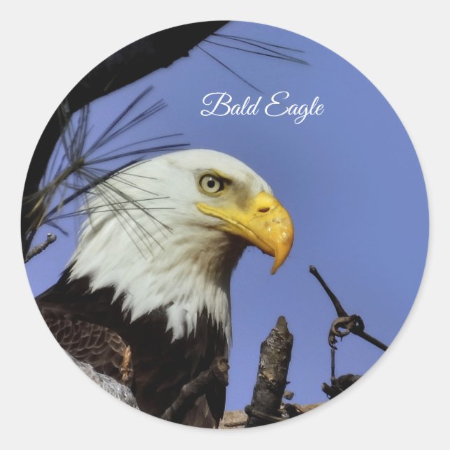 Sticker Rond Majestic Bald Eagle (Devant)