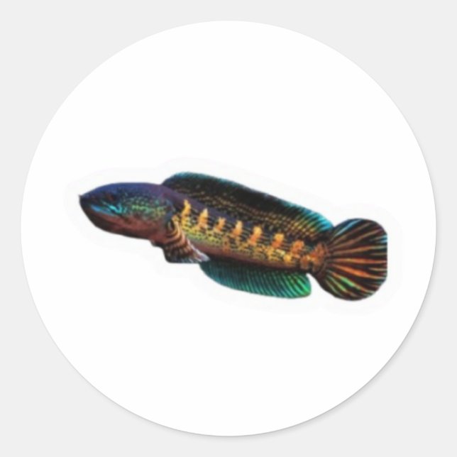 Sticker Rond ​Majestic Channa Maru Decal - Rare Freshwater Pred (Devant)