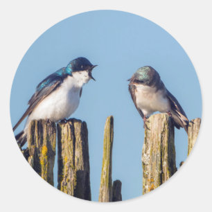 Sticker Rond Male et femelle Tree Swallow