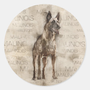 Sticker Rond Malinois belge - Mechelaar - Maligator