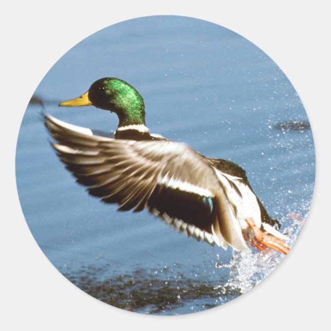 Sticker Rond Mallard Duck (Devant)