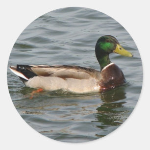 Sticker Rond Mallard Duck