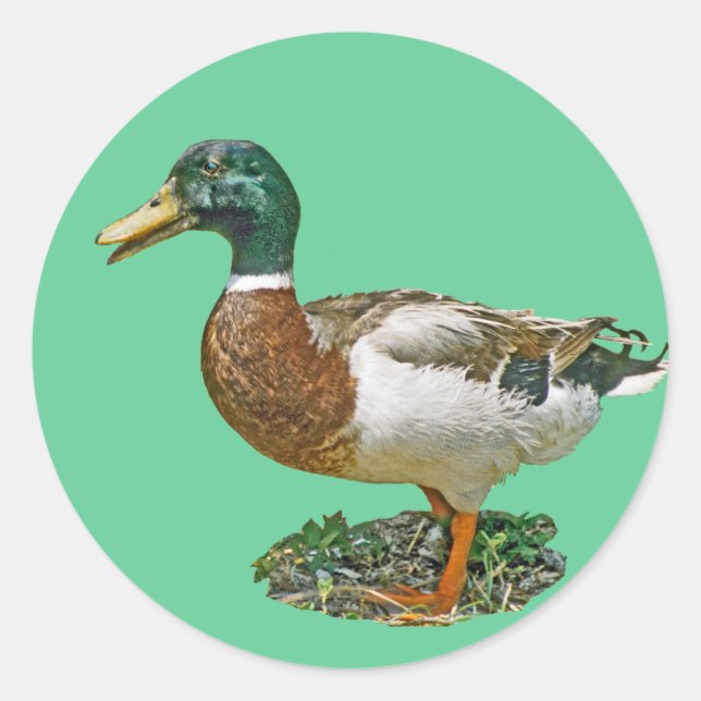 Sticker Rond Mallard Duck (Devant)