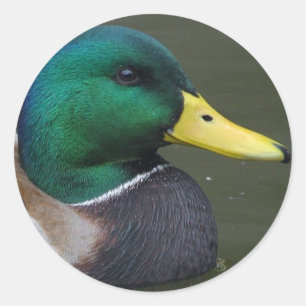 Sticker Rond Mallard Duck
