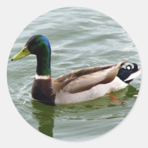 Sticker Rond Mallard Duck