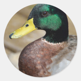 Sticker Rond Mallard Duck