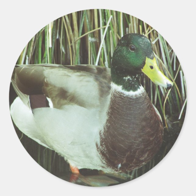 Sticker Rond Mallard Duck Photo Amoureux des animaux Nature Bir (Devant)