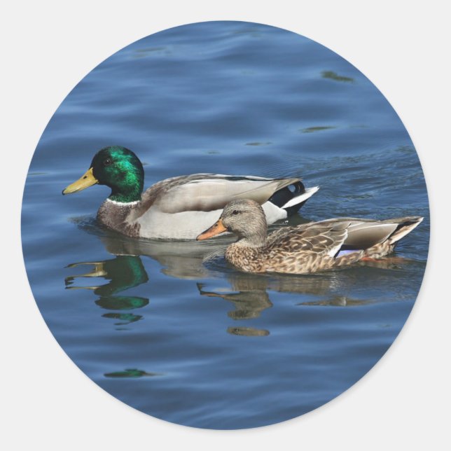 Sticker Rond Mallard Ducks (Devant)