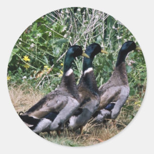 Sticker Rond Mallards