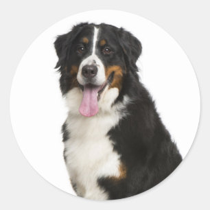 Sticker Rond Maman chiot montagne bernoise Papa chien sauvetage