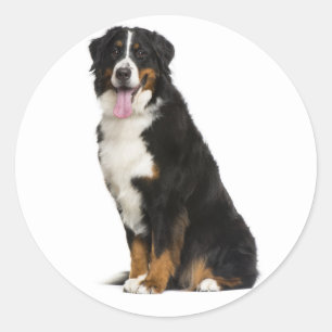 Sticker Rond Maman chiot montagne de Berne Papa chien Amour Ber