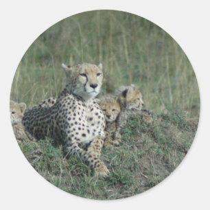 Sticker Rond Maman de guépard et ses trois petits animaux