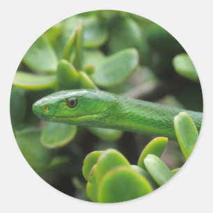 Sticker Rond Mamba vert de l'Est (Dendroaspis Angusticeps)
