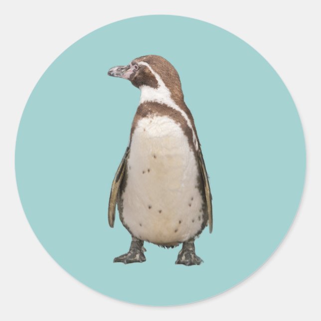 Sticker Rond Manchot (Devant)