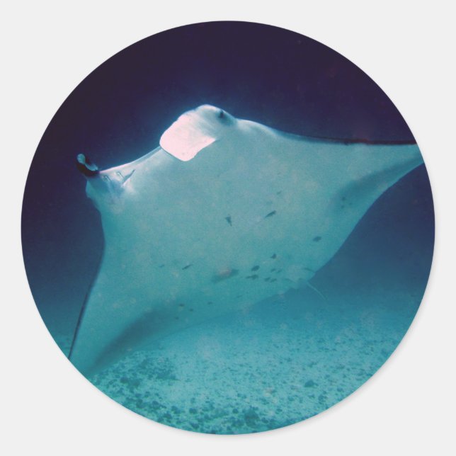 Sticker Rond Manta (Devant)