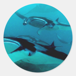 Sticker Rond Manta Invasion