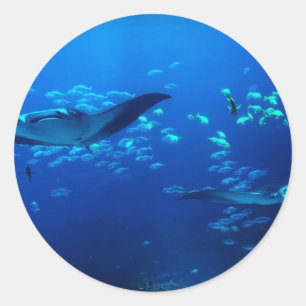Sticker Rond Manta Rays