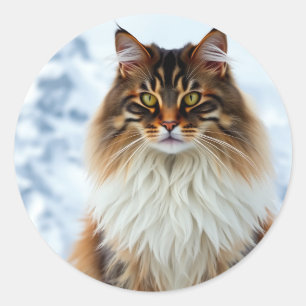 Sticker Rond Manteau de Maine Coon dans un portrait sauvage de