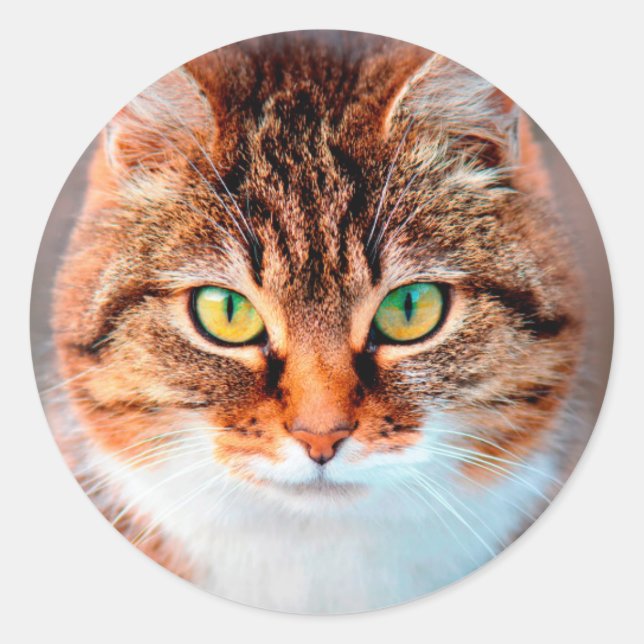 Sticker Rond Manx Chat Visage (Devant)