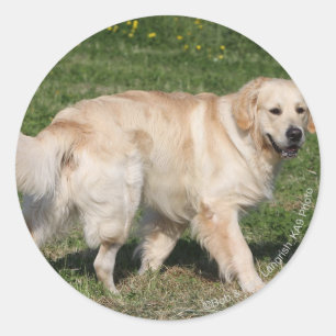 Sticker Rond Marche de golden retriever