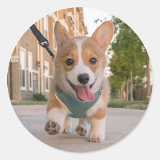 Sticker Rond Marche sur le chiot de corgi de soleil