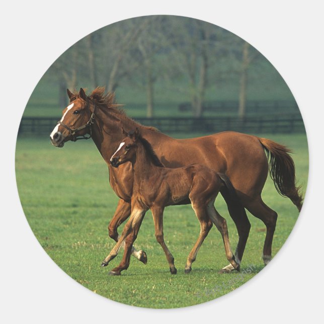 Sticker Rond Mare et poulain à bec thoroughbred 3 (Devant)