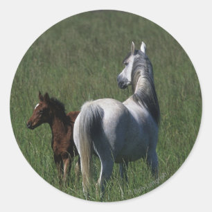 Sticker Rond Mare et poulain arabe
