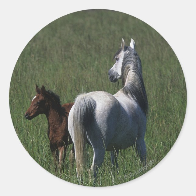 Sticker Rond Mare et poulain arabe (Devant)