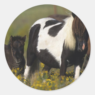Sticker Rond Mare miniature et Foal dans les fleurs