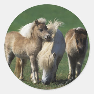Sticker Rond Mare miniature et Foies 1