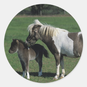 Sticker Rond Mare miniature et pied de poulain