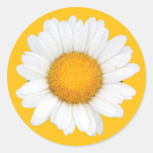 Sticker Rond Marguerite